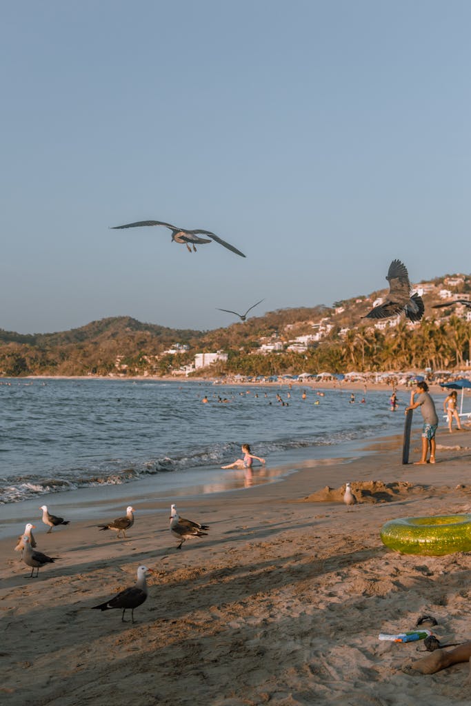 seagulls hover above people enjoying a relaxing day at sayulita beach mexico during sunset. 16616719 683x1024.jpg