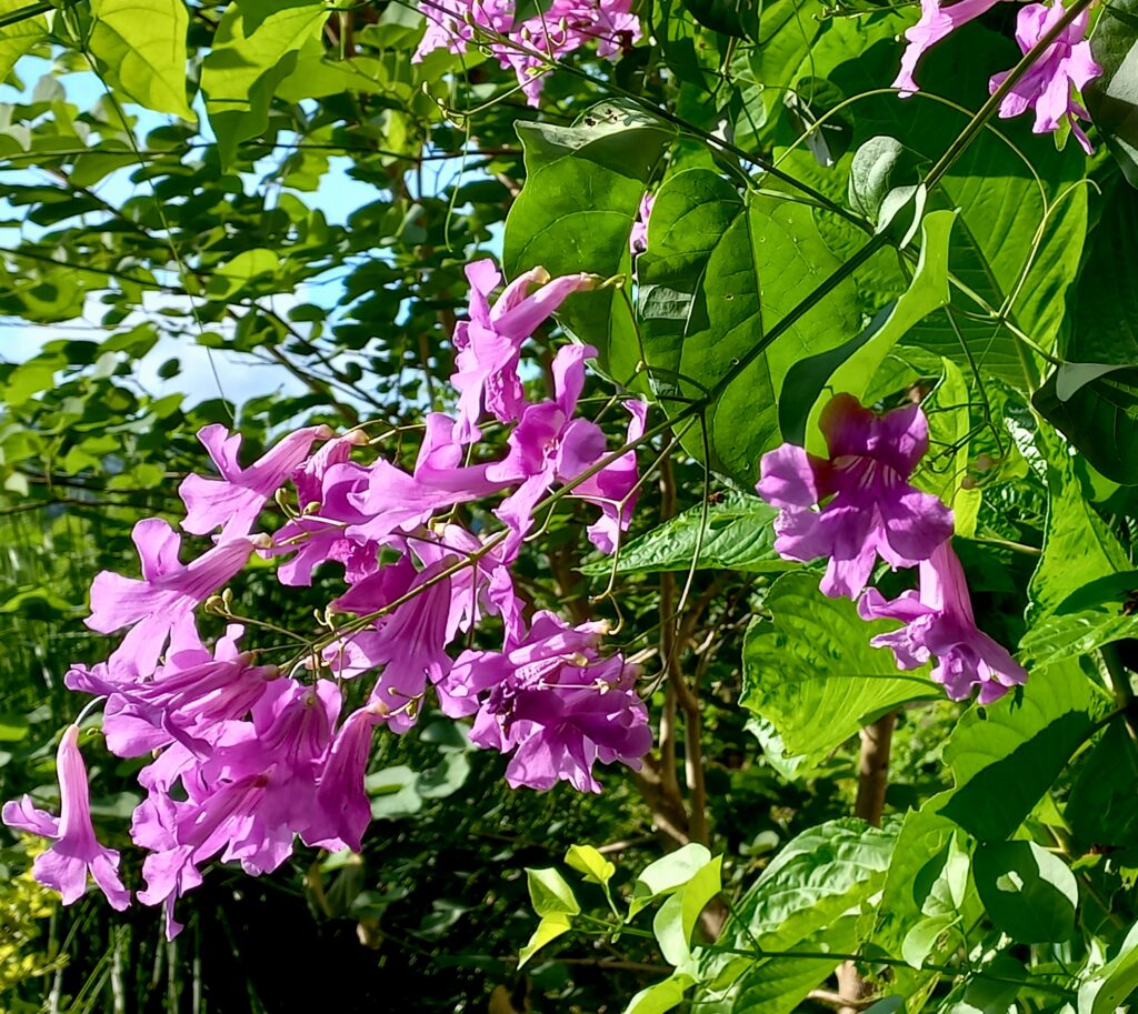 Flowers in the garden